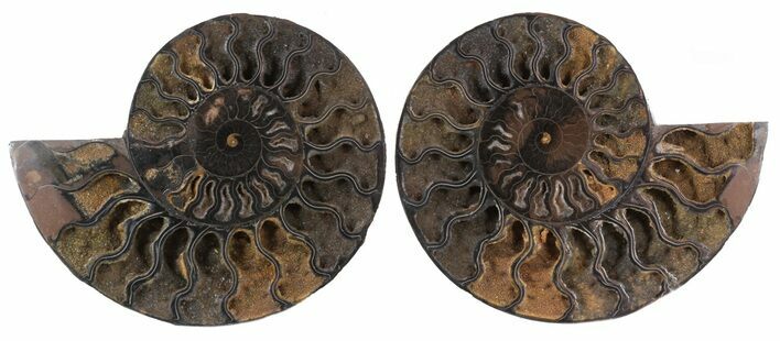 Split Black/Orange Ammonite Pair - Unusual Coloration #55731